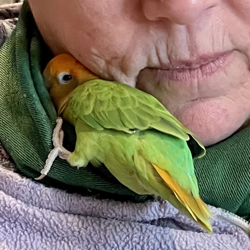 /Kailee, Orange-headed Opalescent Love Bird